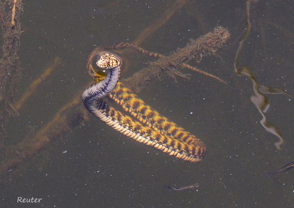 Würfelnatter (Natrix tessellata)